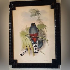 John Gould prints